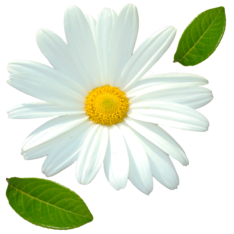 Ромашки на прозрачном фонн