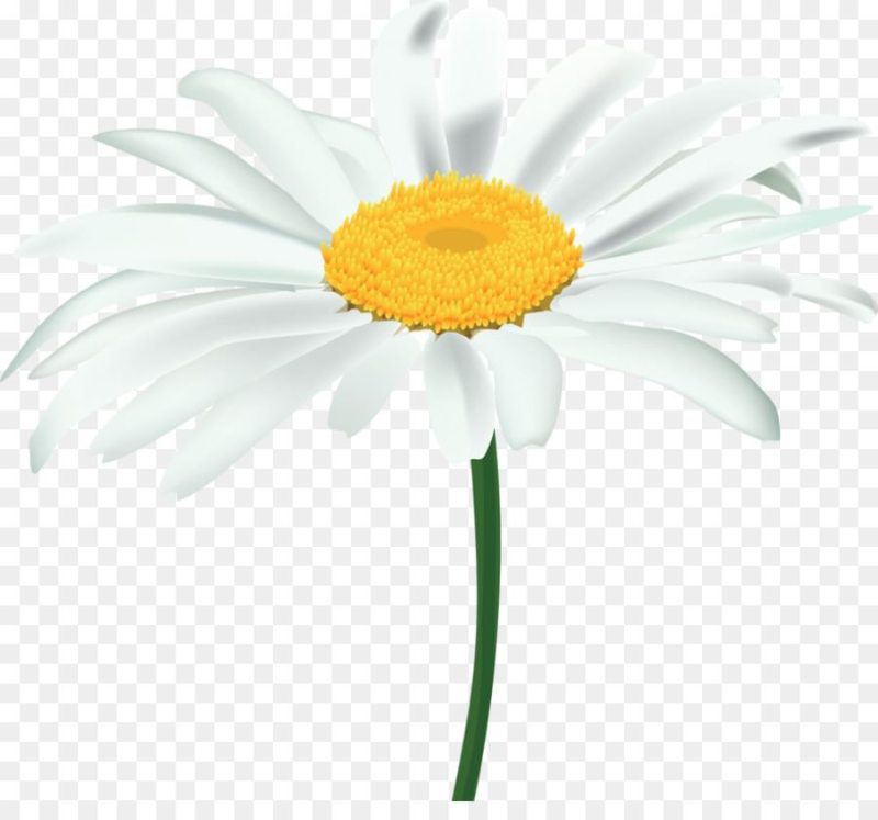 Ромашка на белом фоне