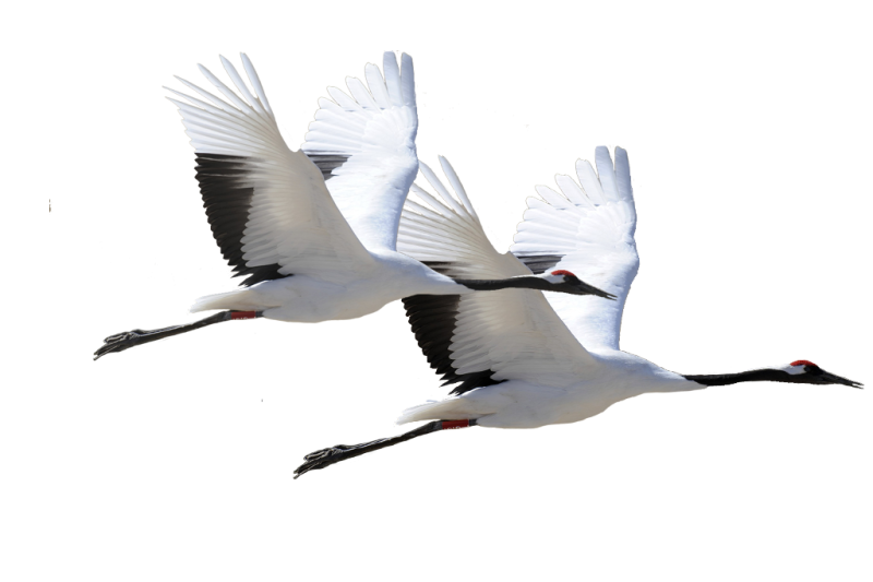 Стая аистов