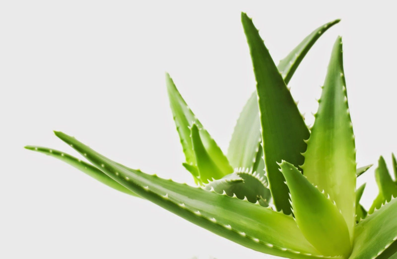 Алоэ Вера и столетник