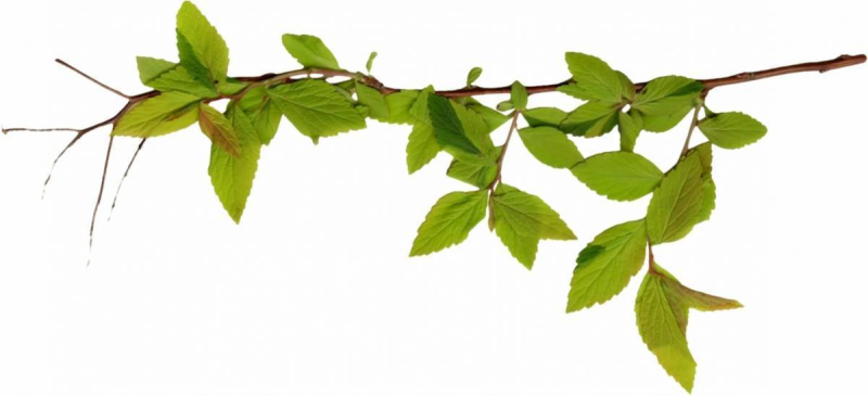 Ветка с листьями на прозрачном фоне