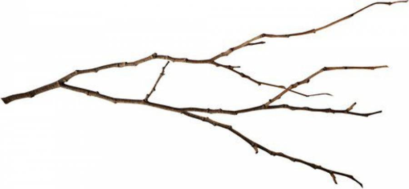 Ветка березы без листьев