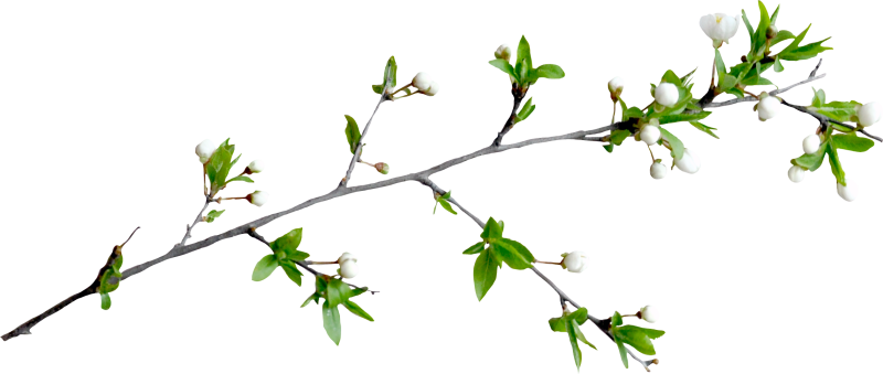 Ветка чубушника почка