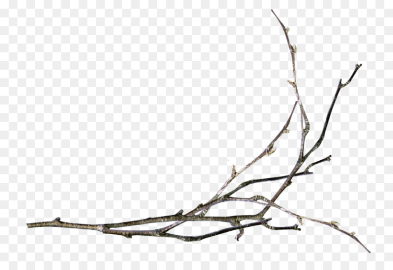Сухие ветки
