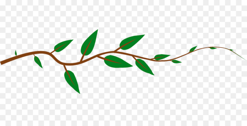 Ветка на белом фоне