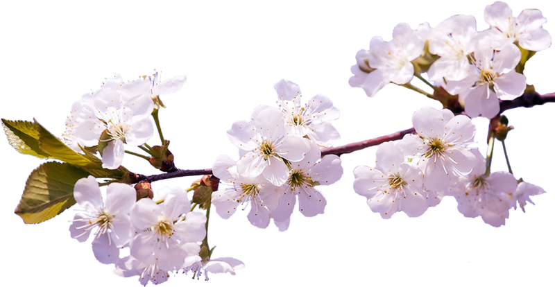 Ветка яблони