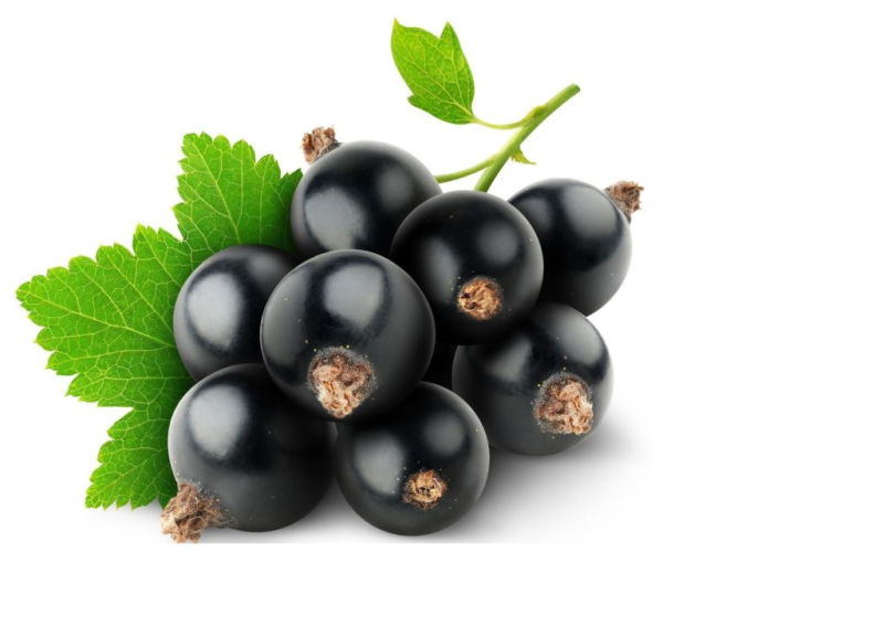 Смородина черная – ribes nigrum