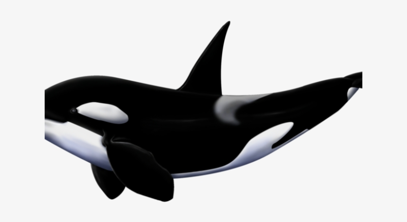 Касатка рисунок