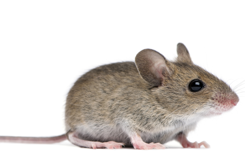 Лесная мышь на белом фоне