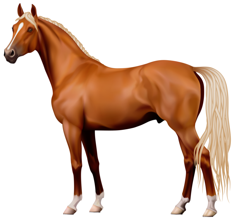 Лошадь на прозрачном фоне