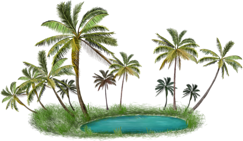 Пальма на белом фоне