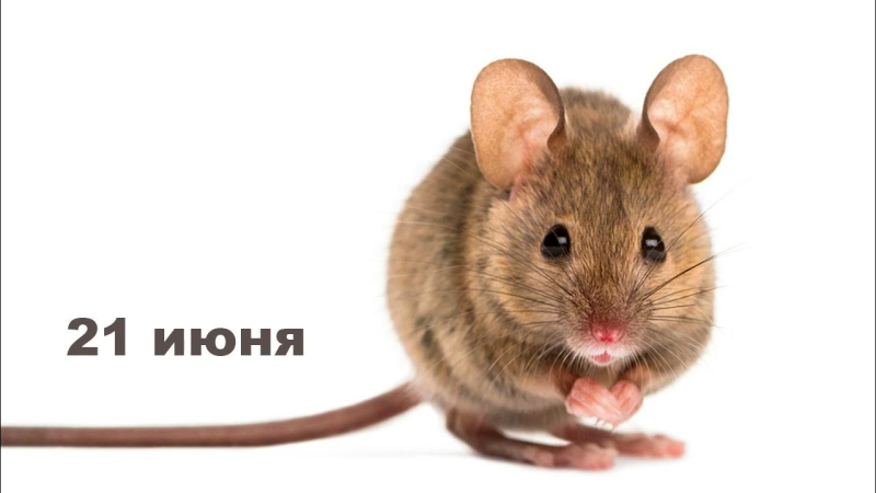 Мышь полевка