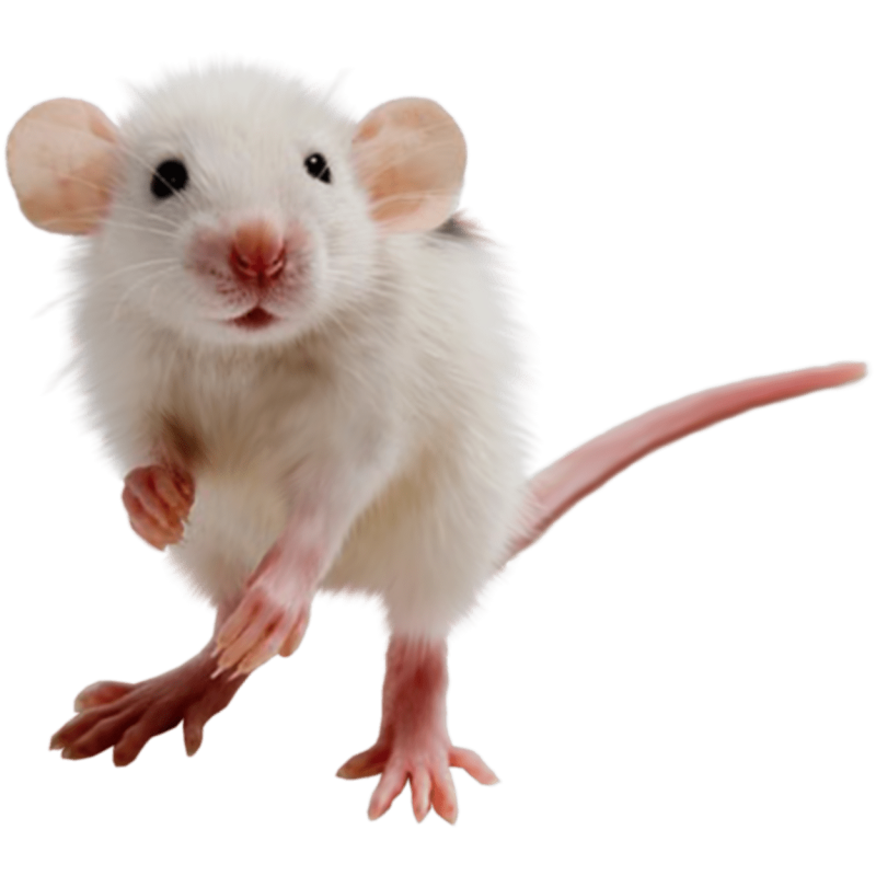 Крыса на белом фоне