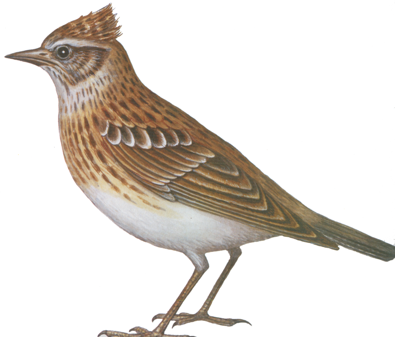 Жаворонок для детей