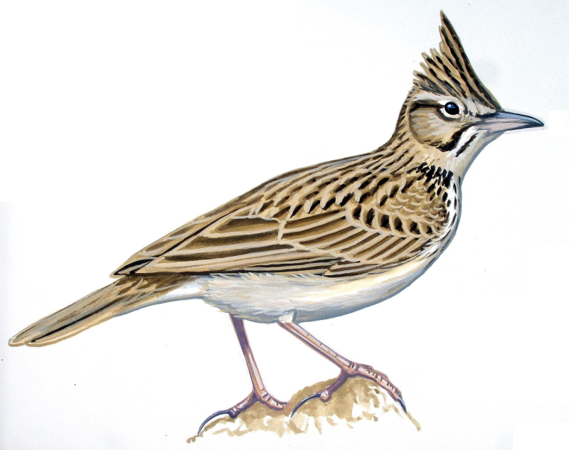 Жаворонок для детей