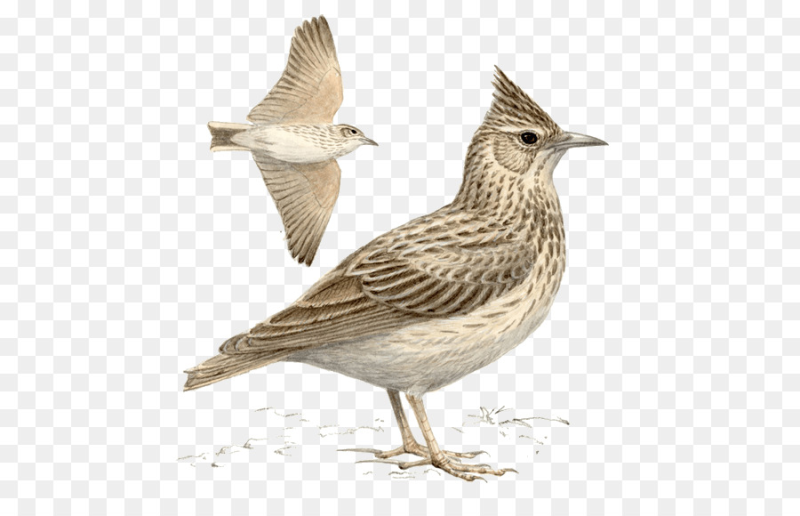 Жаворонок на прозрачном фоне