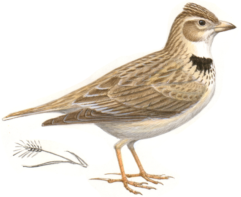 Жаворонок Перелетная птица