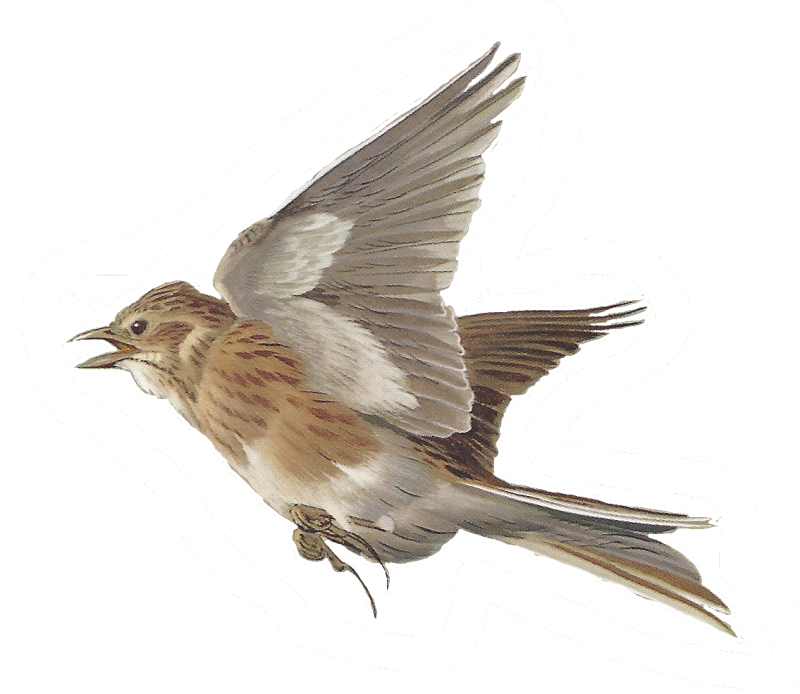 Жаворонок на прозрачном фоне