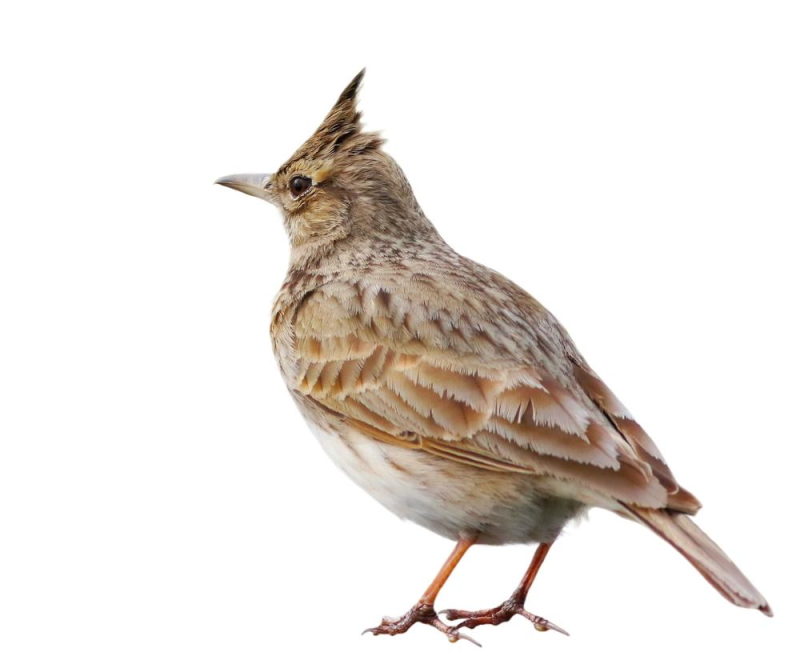 Жаворонок для детей