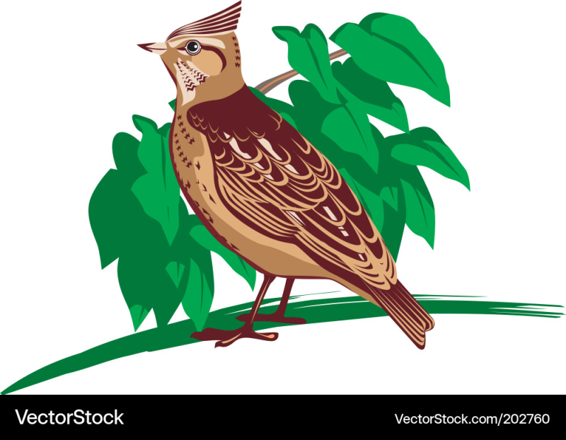 Жаворонок иллюстрация