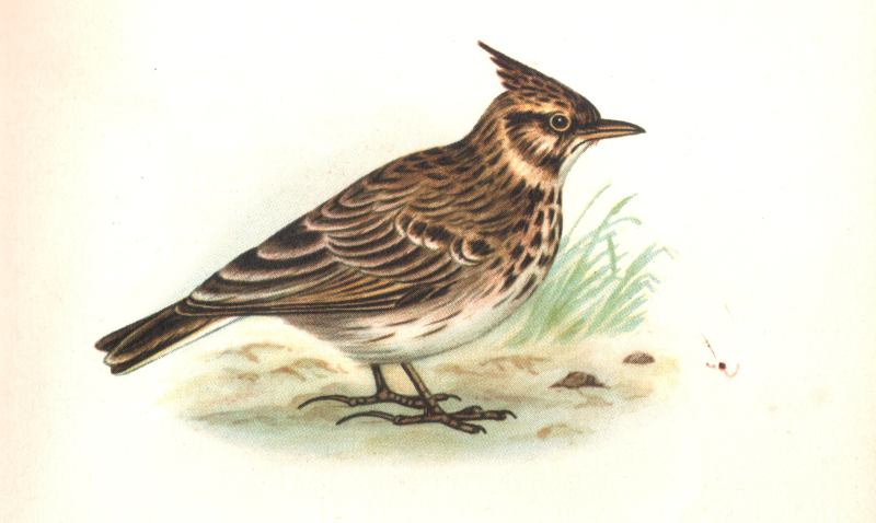 Жаворонок для детей