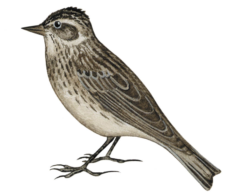 Жаворонок рисунок для детей