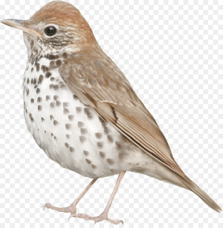 Соловей на белом фоне