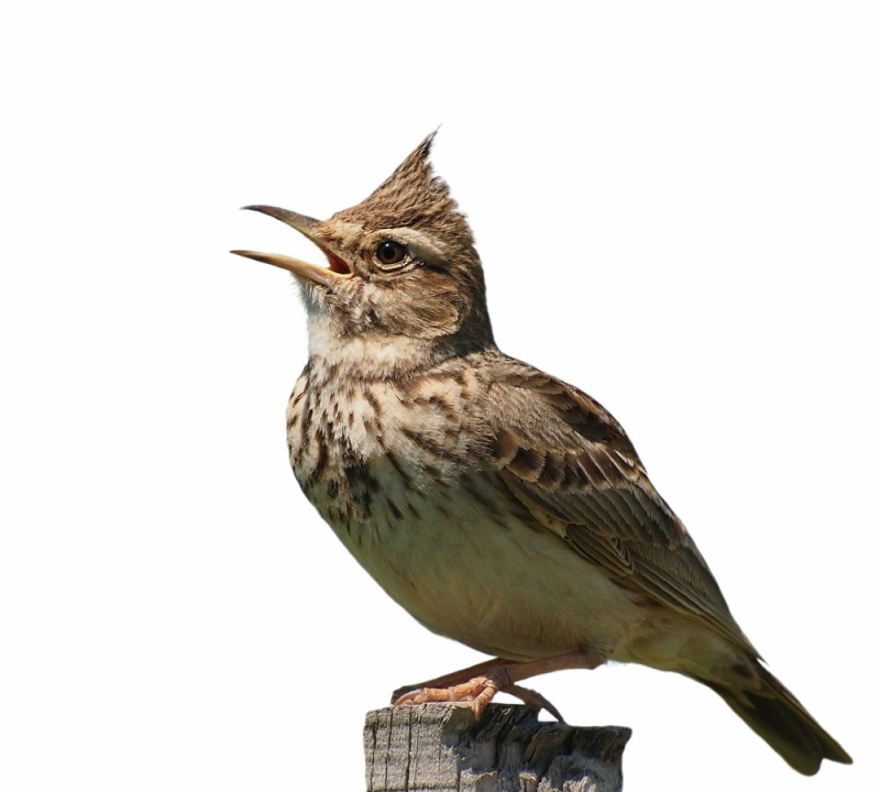 Жаворонок на белом фоне для детей