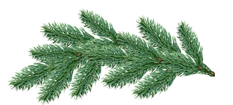 Ветка Еловая
