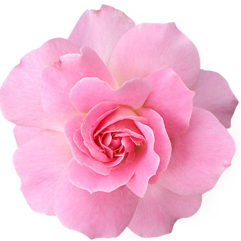 Розы Пинк Фловерс