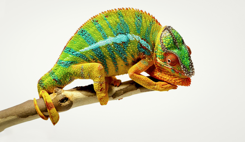 Йеменский хамелеон на белом фоне