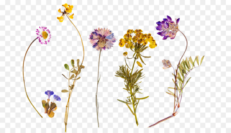 Сухоцветы без фона