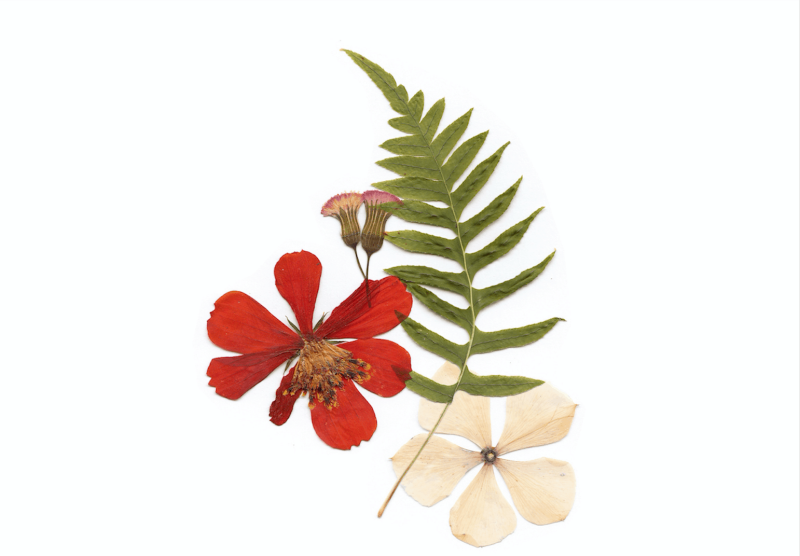 Гербарий на белом фоне