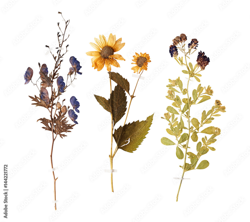 Засушенная Ромашка для гербария