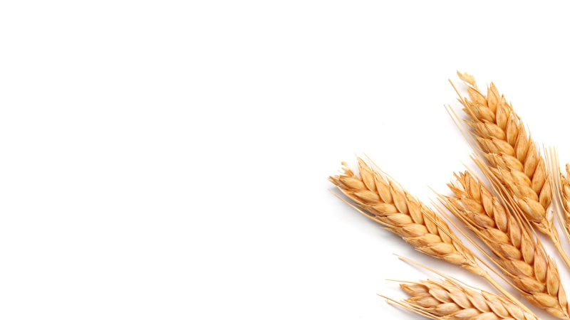 Колос пшеницы сбоку