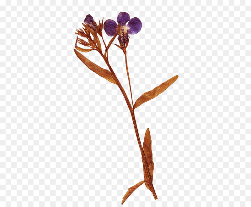 Гербарий на белом фоне