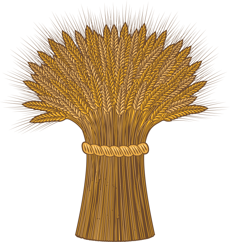 Сноп колосьев пшеницы вектор
