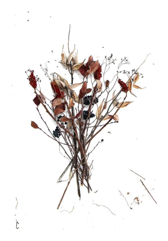 Сухая трава гербарий сухоцветы