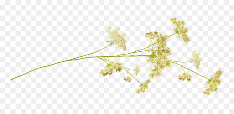 Ветка на белом фоне