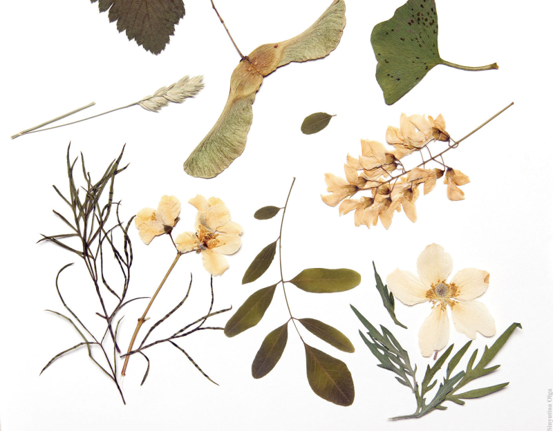 Гербарий на белом фоне