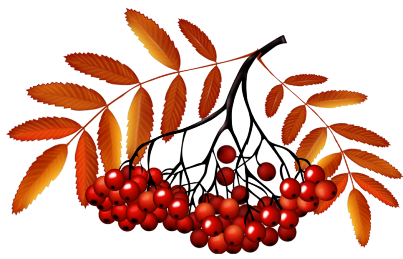 Веточка рябины