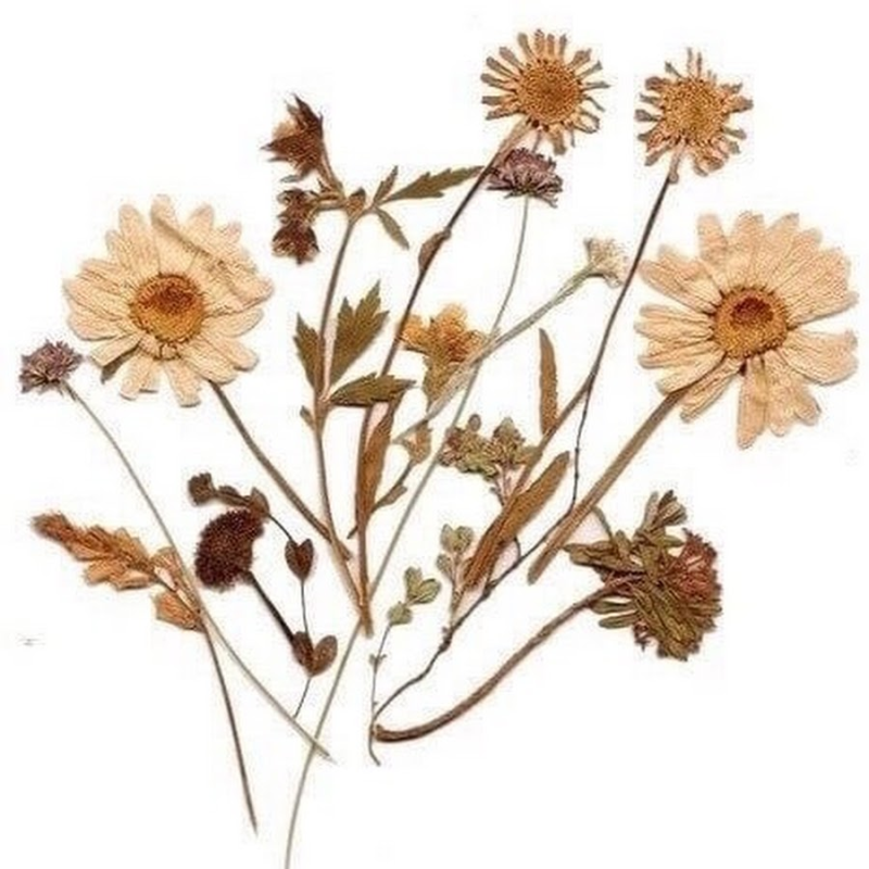 Фон для гербария