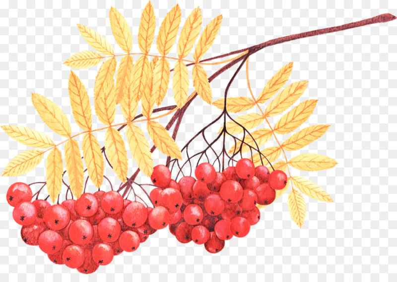 Рябина рисунок