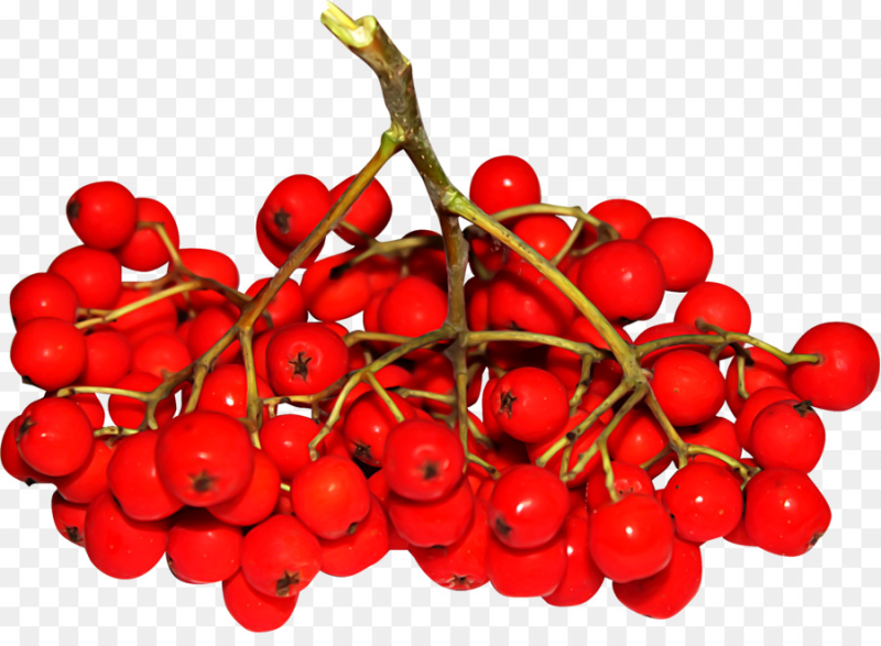 Рябина ягода