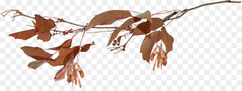 Сухие веточки