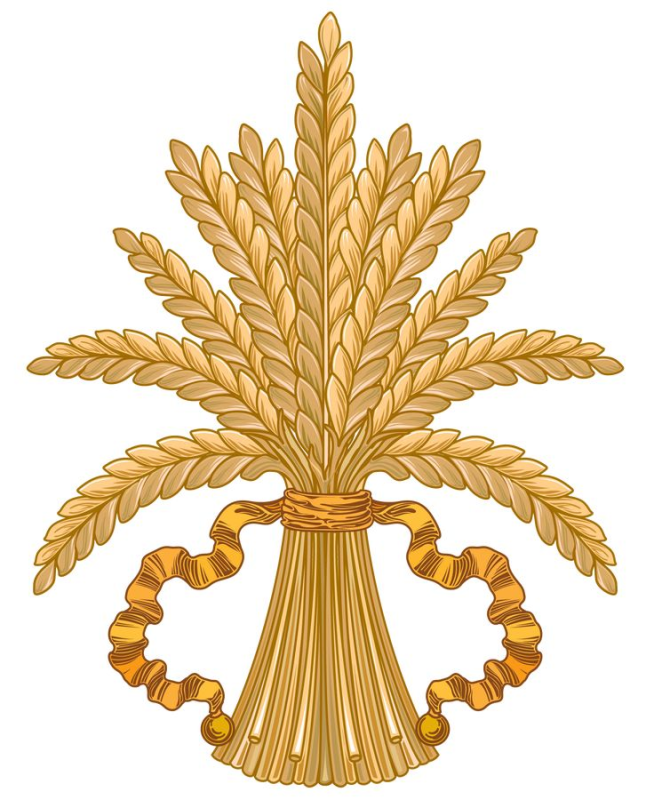 Снопы из колосьев пшеницы