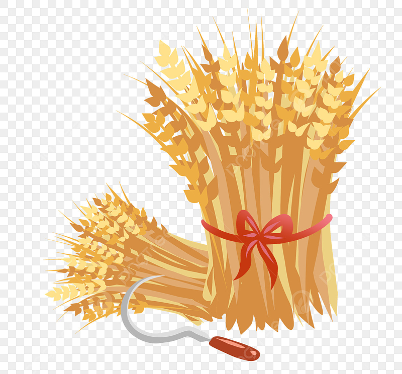 Сноп колосьев