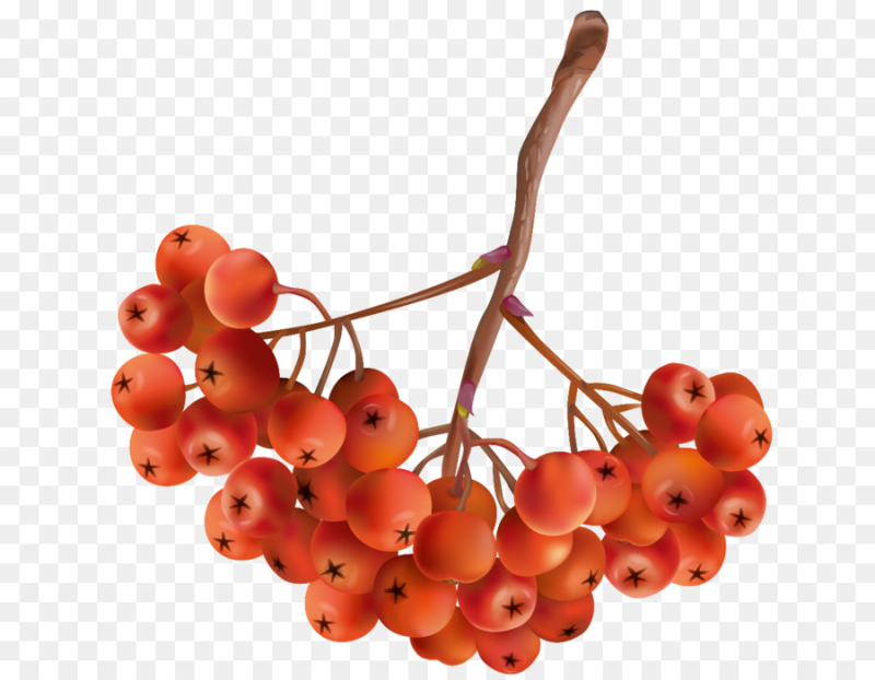 Ветка рябины с ягодами