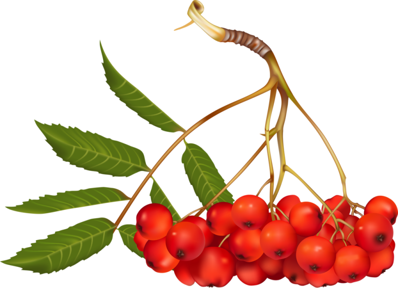 Рябина рисунок