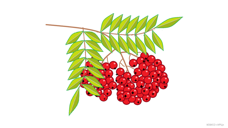 Гроздь рябины рисунок
